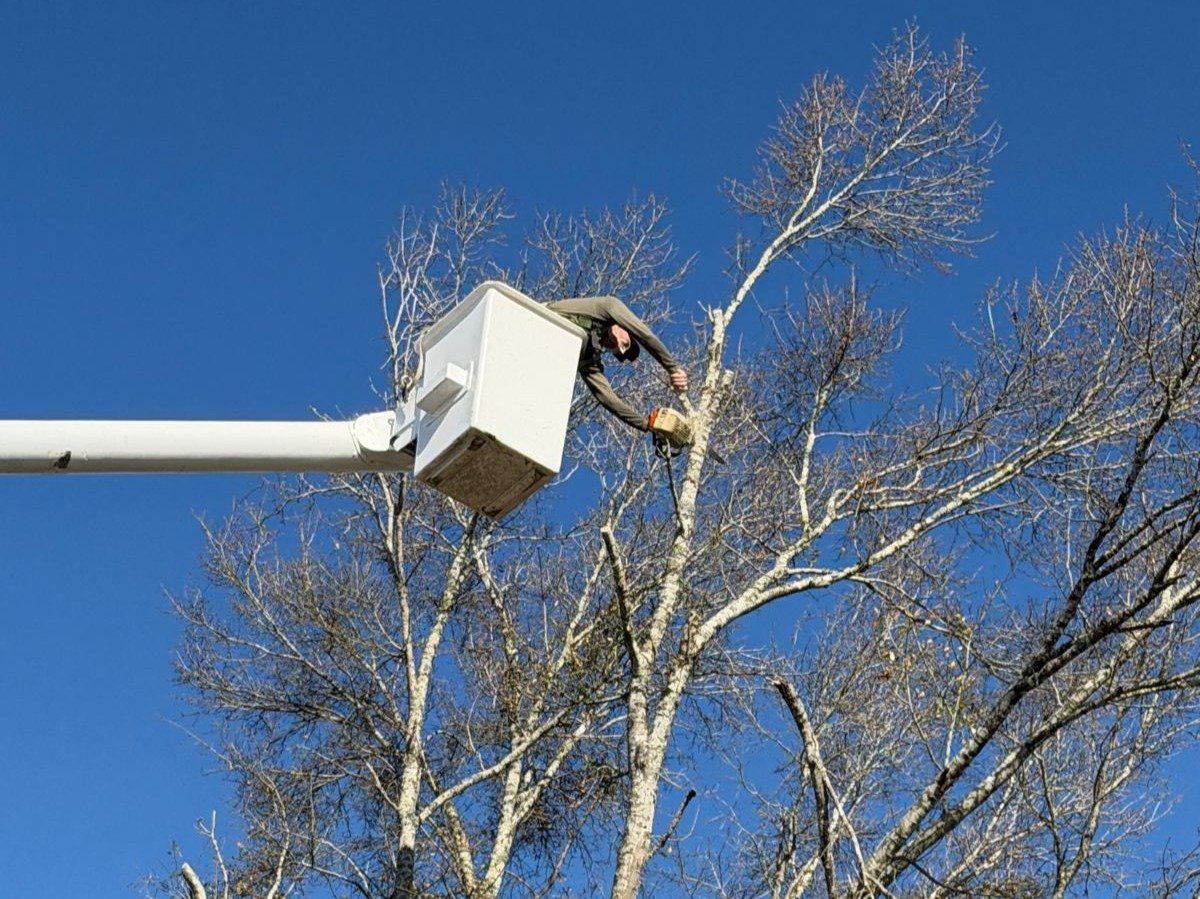 El Costeño Tree Service LLC
